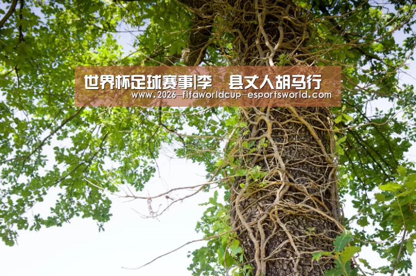 世界杯足球赛事|李鄠县丈人胡马行(图2) 世界杯赛事直播